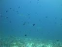 DSC01106.JPG