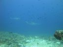 DSC01113.JPG