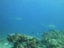DSC01115.JPG