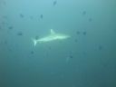 DSC01133.JPG