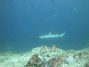 DSC01136.JPG