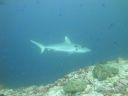 DSC01137.JPG
