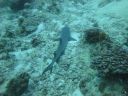 DSC01154.JPG