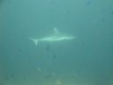 DSC01192.JPG