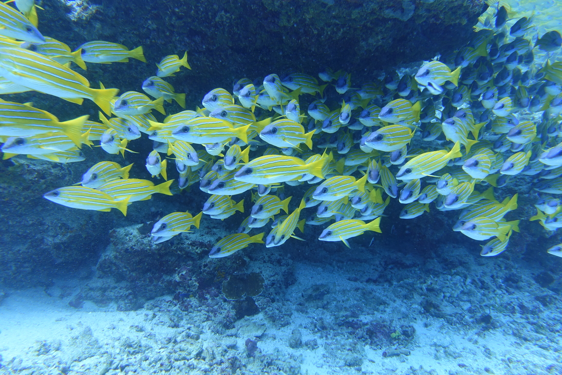 DSC00270.JPG