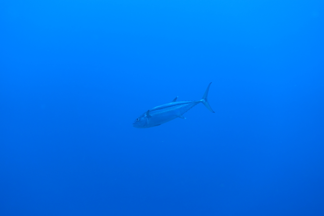 DSC00467.JPG