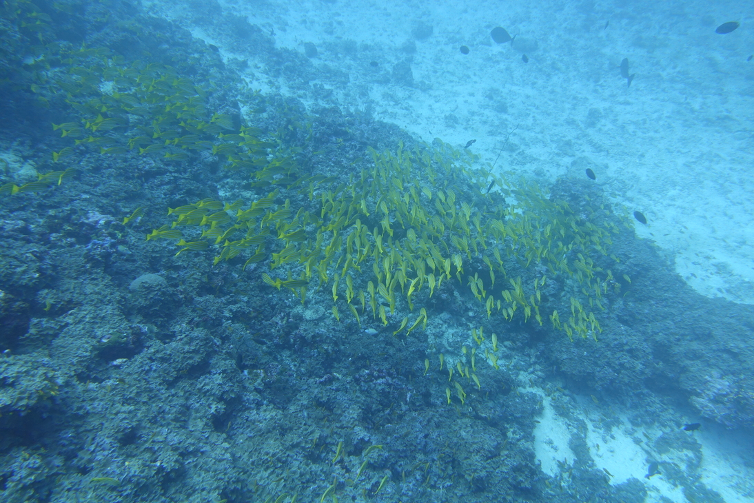 DSC00514.JPG