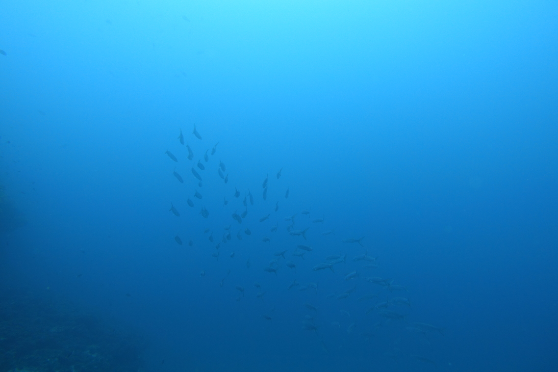 DSC00517.JPG