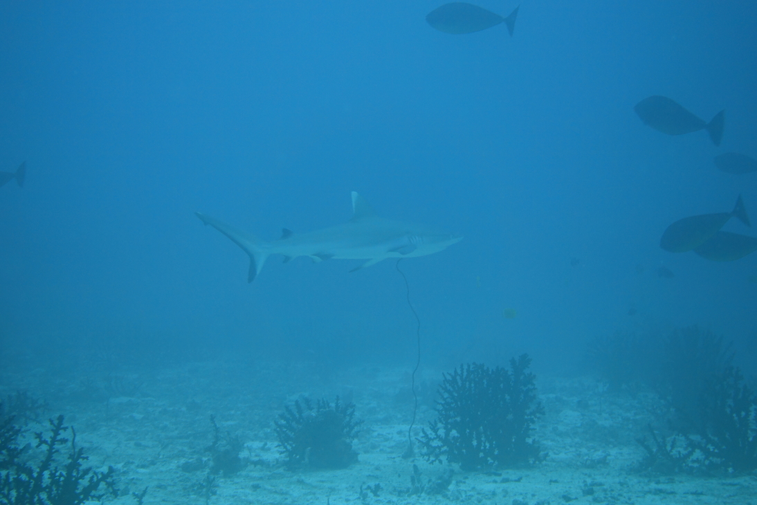 DSC00530.JPG