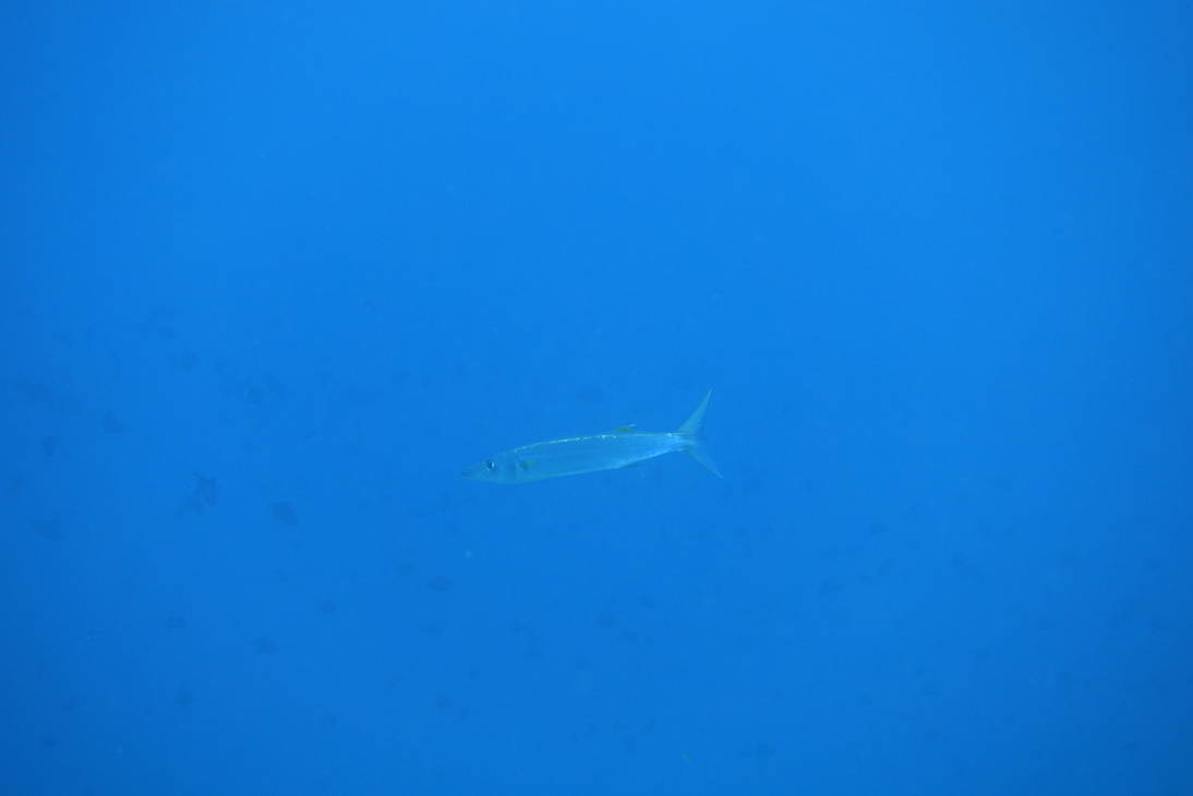 DSC00597.JPG