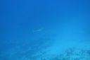 Filename=DSC00199.JPG
Filesize=473KiB
Dimensions=1094x730
Date added=Jan 04, 2019 DSC00199.JPG
