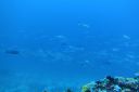 DSC00207.JPG