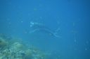 DSC00232.JPG