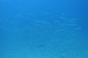 DSC00515.JPG