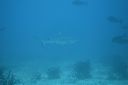 DSC00530.JPG