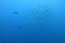 DSC00758.JPG