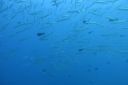 DSC00844.JPG