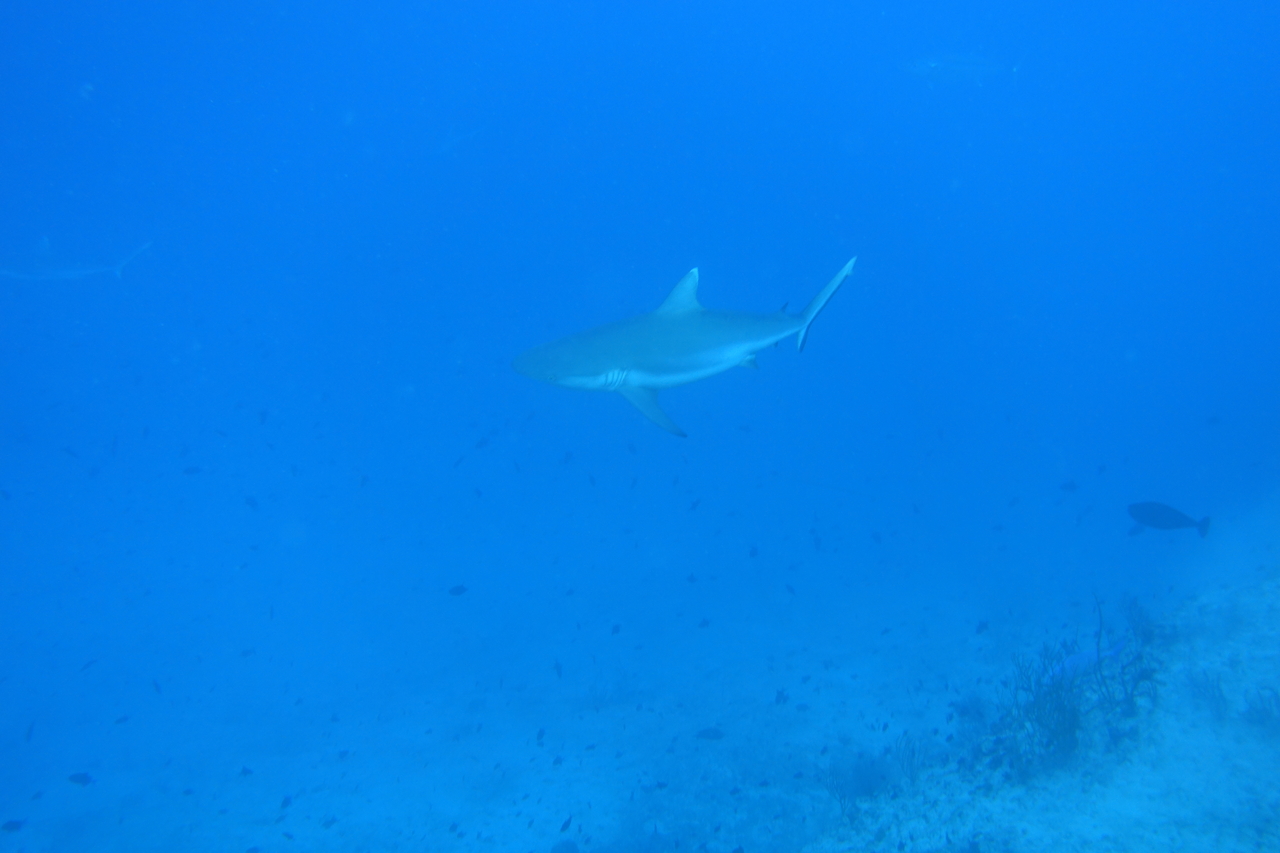 DSC00035.JPG