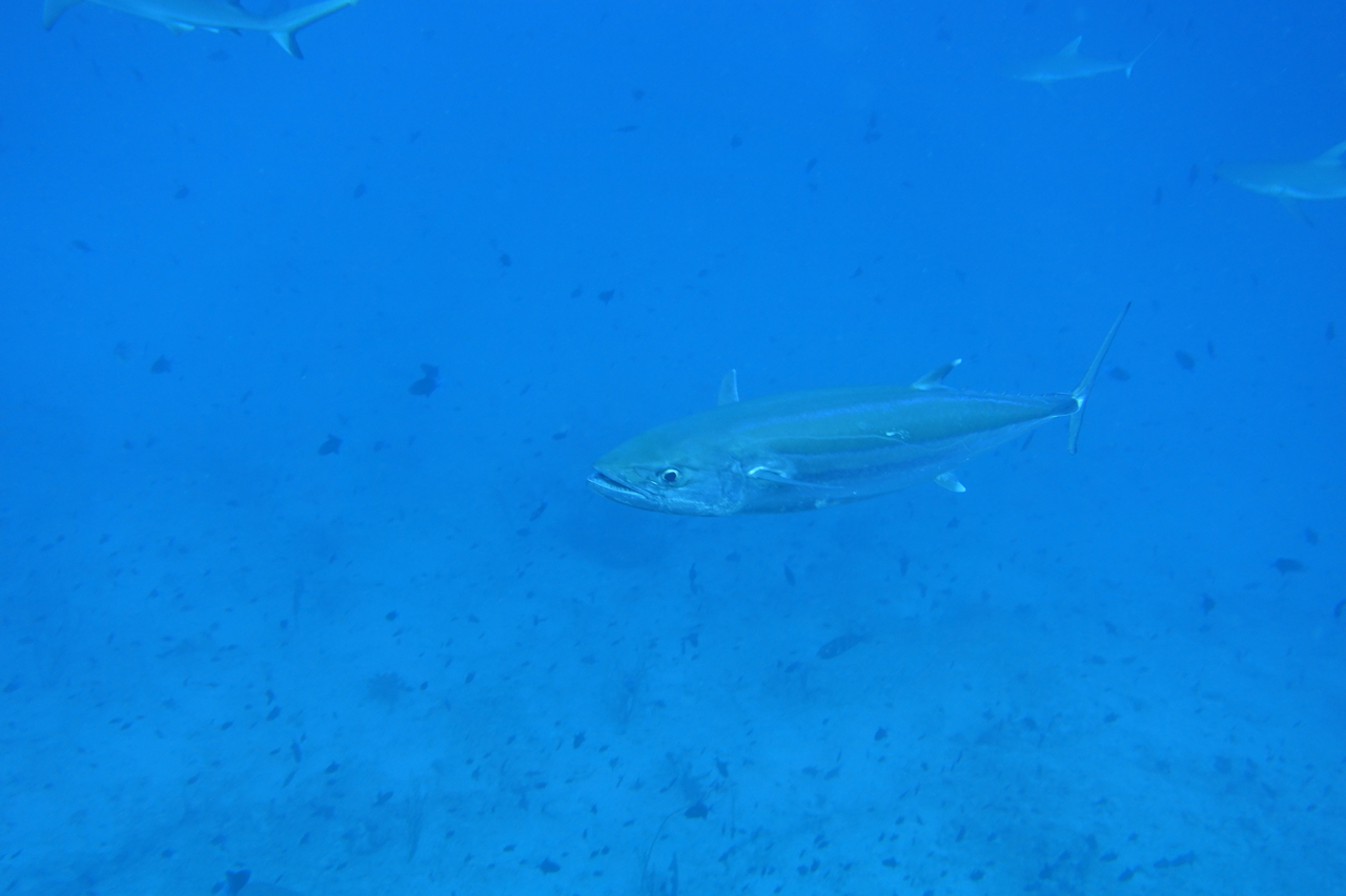 DSC00037.JPG