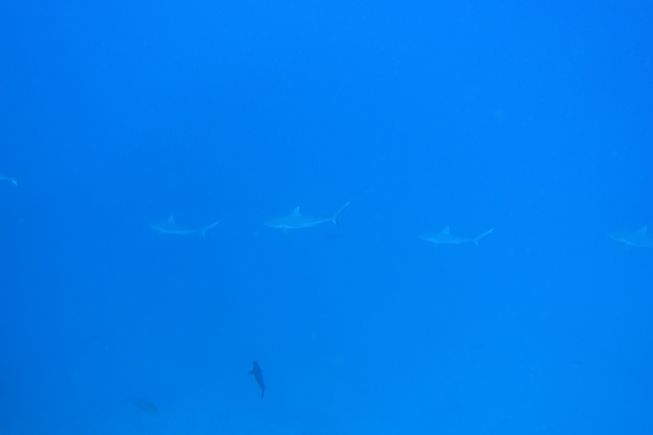 DSC00038.JPG