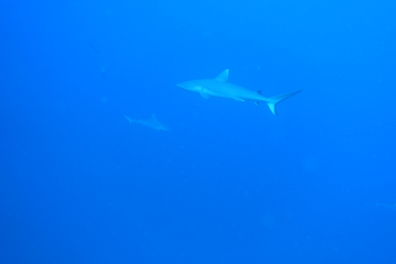 DSC00040.JPG