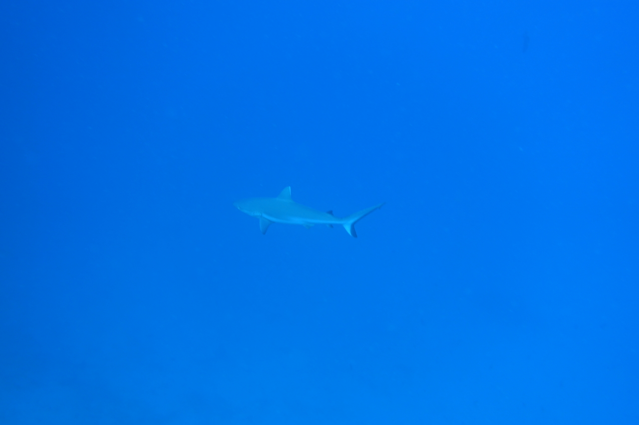 DSC00041.JPG