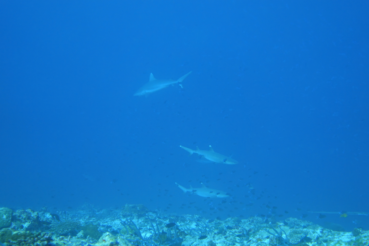 DSC00135.JPG