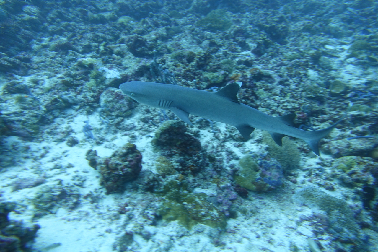 DSC00166.JPG