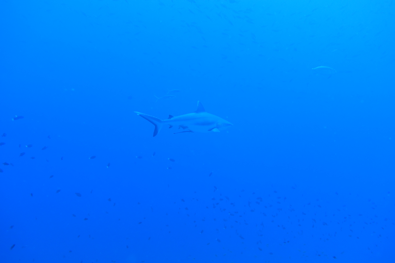DSC00222.JPG