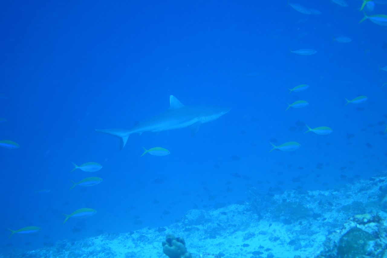 DSC00295.JPG