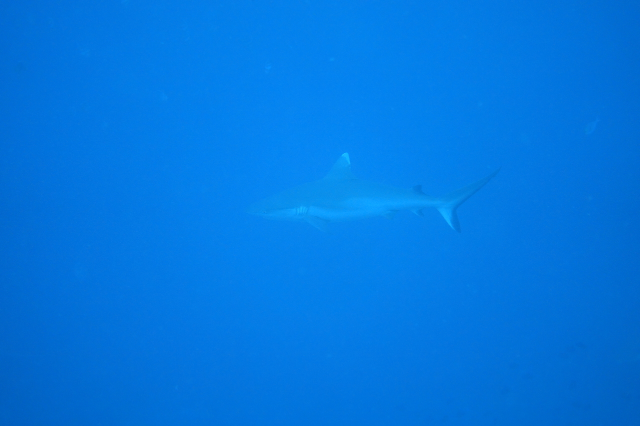 DSC00377.JPG