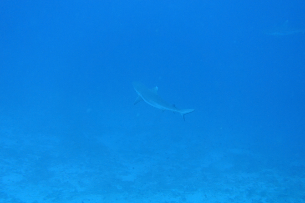 DSC00378.JPG