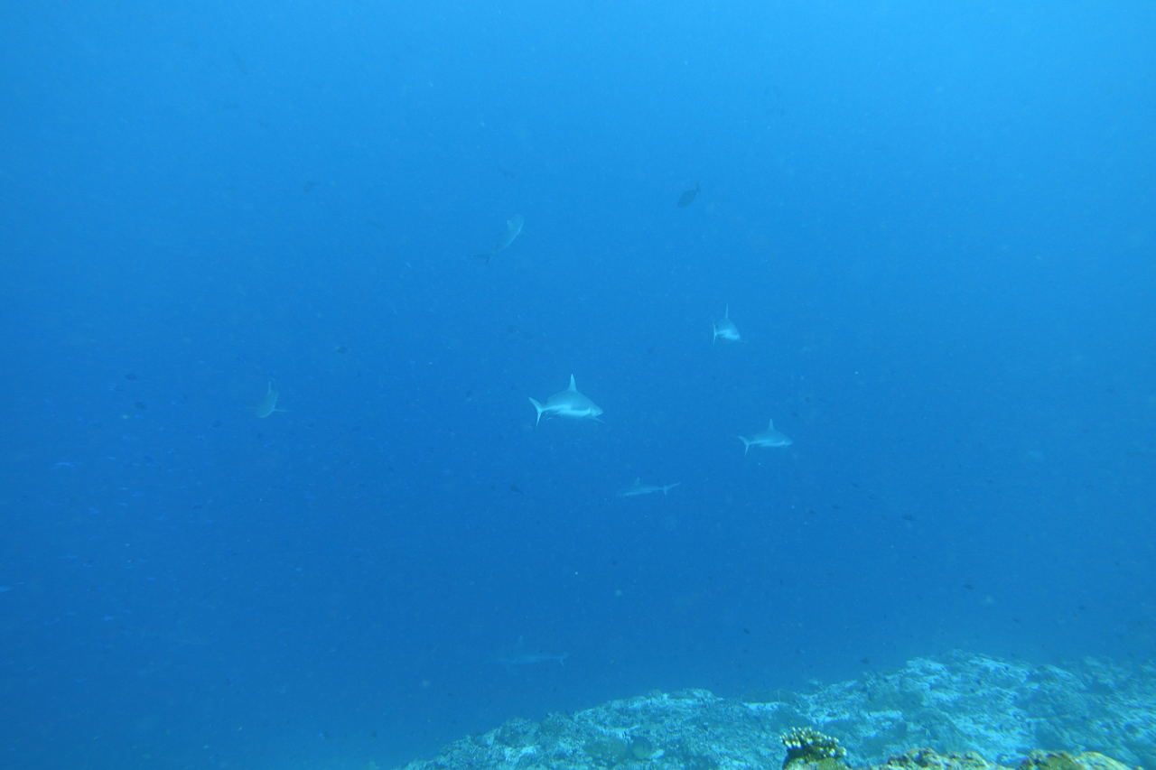 DSC00505.JPG