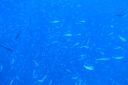 Filename=DSC00018.JPG
Filesize=792KiB
Dimensions=1280x853
Date added=Dec 28, 2019 DSC00018.JPG