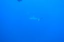 Filename=DSC00023.JPG
Filesize=414KiB
Dimensions=1280x853
Date added=Dec 28, 2019 DSC00023.JPG