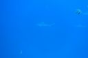 Filename=DSC00027.JPG
Filesize=465KiB
Dimensions=1280x853
Date added=Dec 28, 2019 DSC00027.JPG