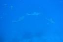 Filename=DSC00029.JPG
Filesize=530KiB
Dimensions=1280x853
Date added=Dec 28, 2019 DSC00029.JPG