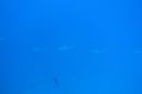 Filename=DSC00038.JPG
Filesize=478KiB
Dimensions=1280x853
Date added=Dec 28, 2019 DSC00038.JPG