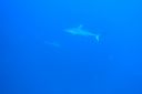 Filename=DSC00040.JPG
Filesize=453KiB
Dimensions=1280x853
Date added=Dec 28, 2019 DSC00040.JPG