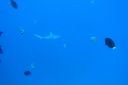 Filename=DSC00042.JPG
Filesize=497KiB
Dimensions=1280x853
Date added=Dec 28, 2019 DSC00042.JPG