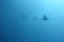 DSC00062.JPG
