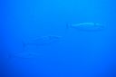 DSC00219.JPG