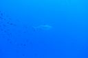 DSC00221.JPG