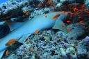 DSC00235.JPG