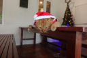 Dateiname=DSC00348.JPG
Dateigröße=573KB
Abmessungen: 1280x853
hinzugefügt am: 28. Dezember 2019 DSC00348.JPG