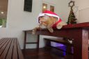 Dateiname=DSC00349.JPG
Dateigröße=606KB
Abmessungen: 1280x853
hinzugefügt am: 28. Dezember 2019 DSC00349.JPG