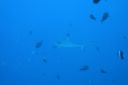 DSC00384.JPG