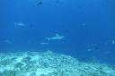 DSC00414.JPG