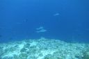 DSC00416.JPG