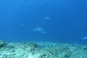 DSC00419.JPG
